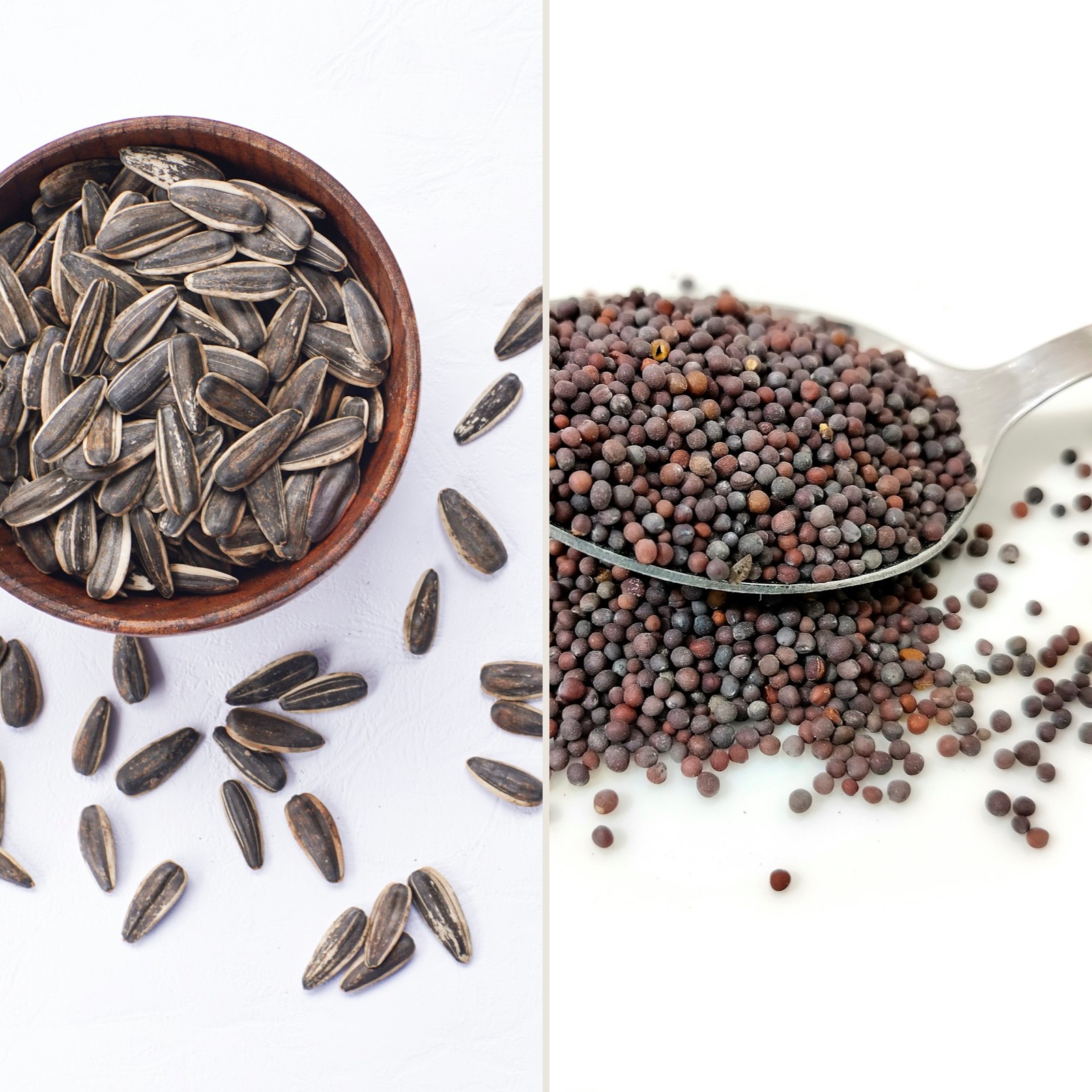 Sunflower seeds and mustard seeds
