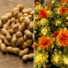 Groundnuts and safflower